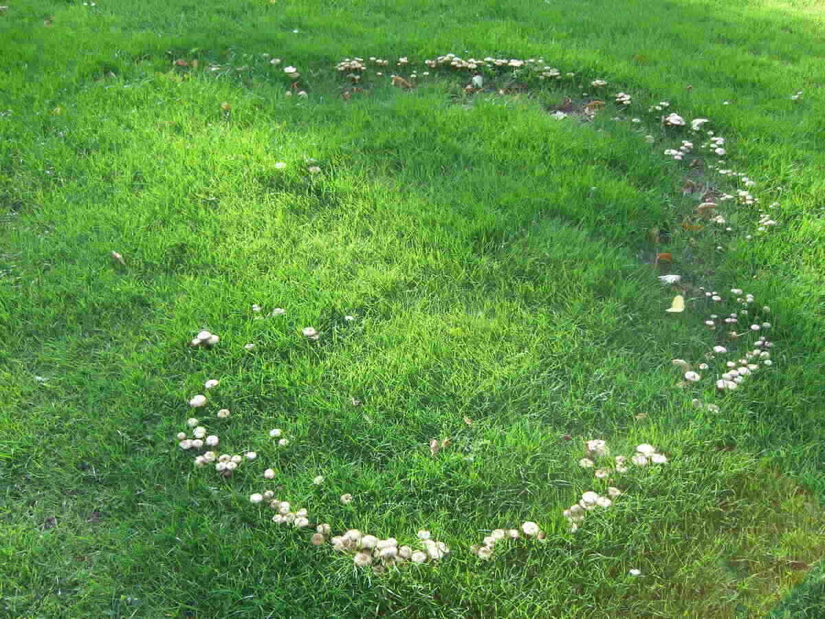 What Is Fairy Ring In Grass