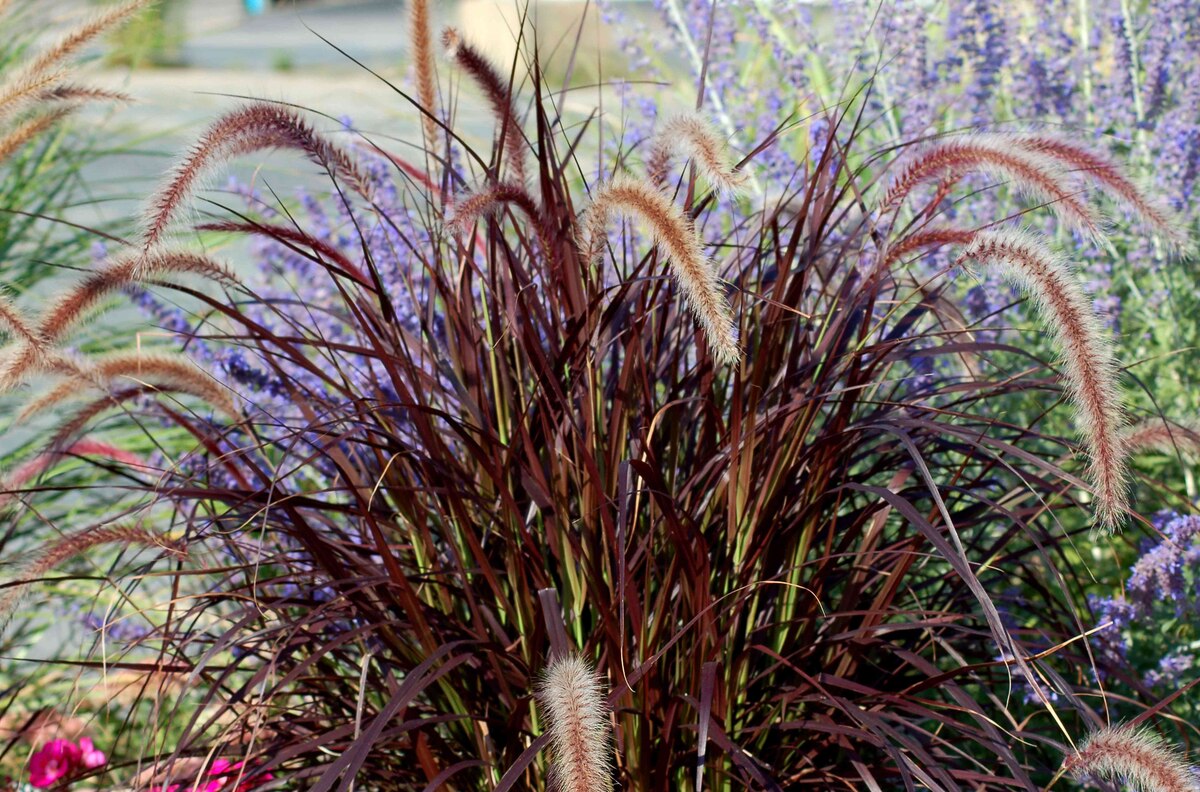 What Is Fountain Grass