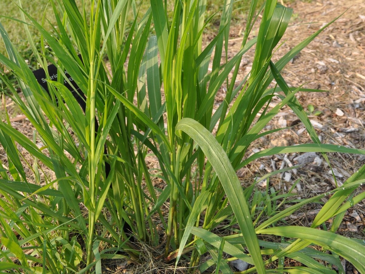 What Is Foxtail Grass