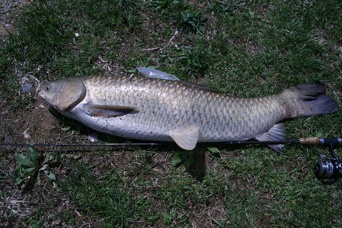 What Is Grass Carp