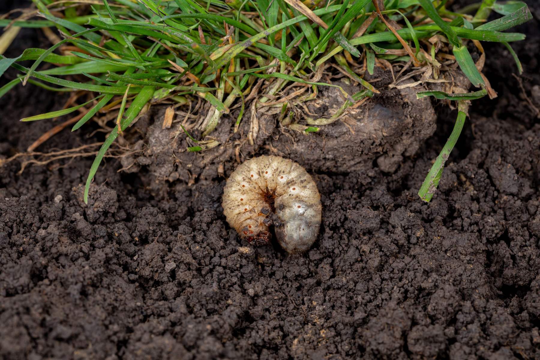 What Is Grass Grub