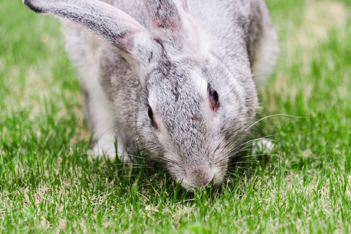 What Is Grass In A Food Chain