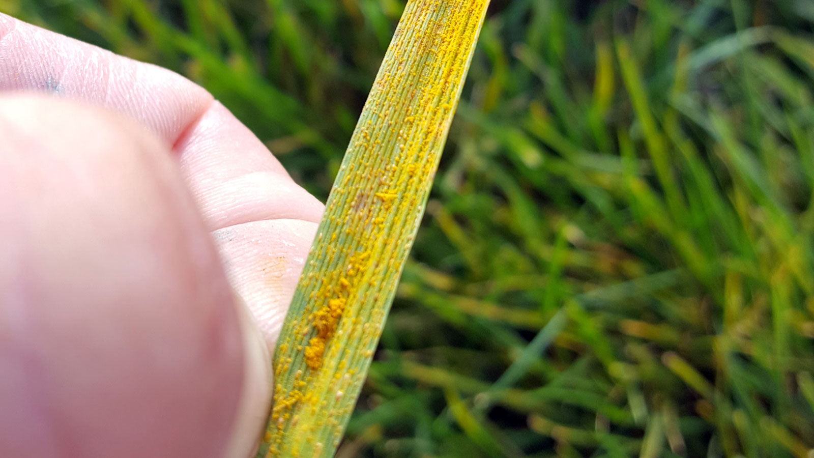 What Is Grass Rust And How To Remove It