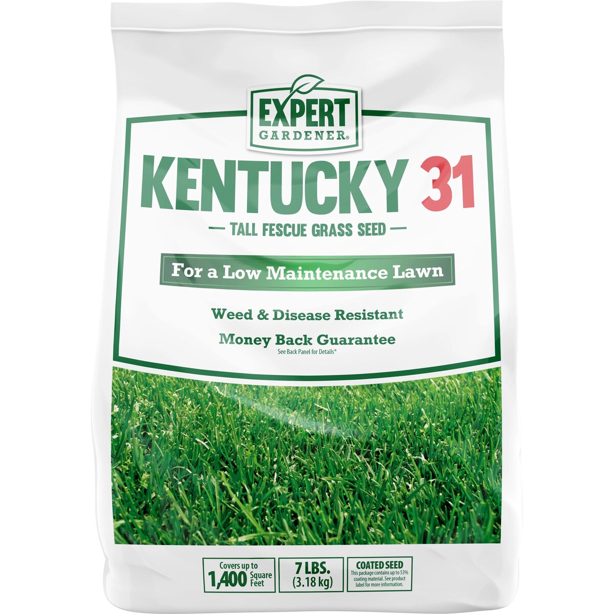 What Is Kentucky 31 Grass Seed