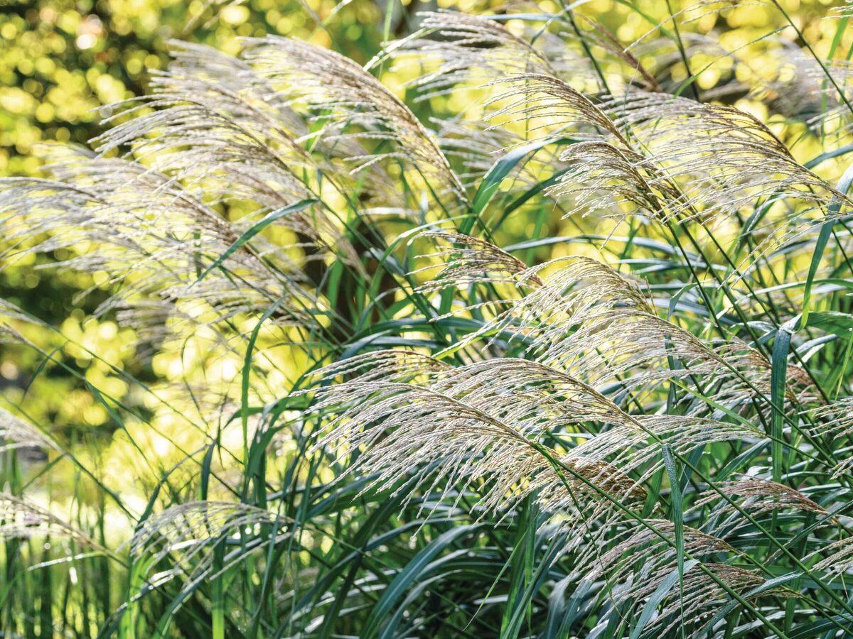 What Is Miscanthus Grass
