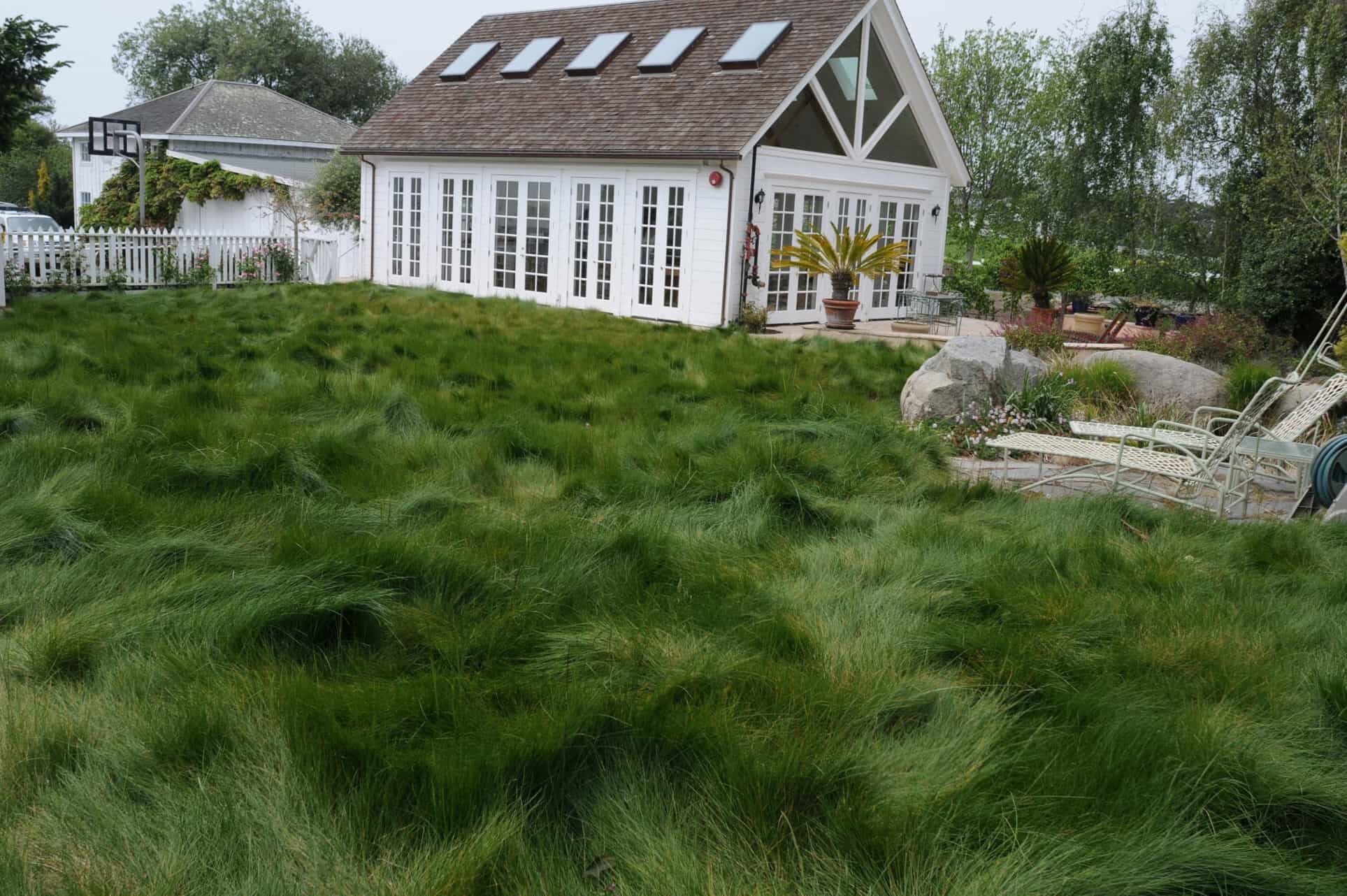 What Is No Mow Grass