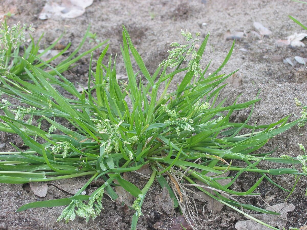 What Is Poa Annua Grass