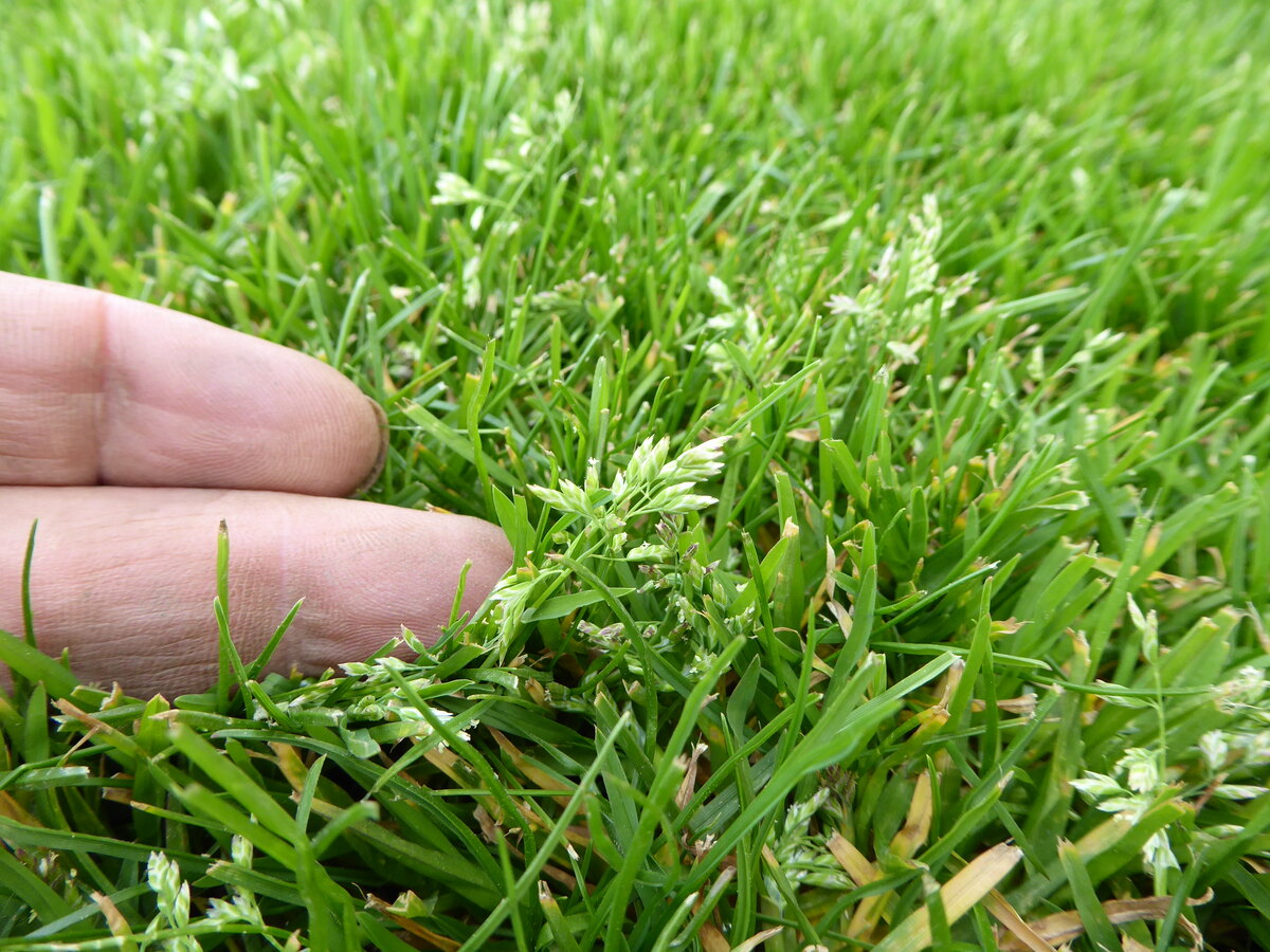 What Is Poa Grass