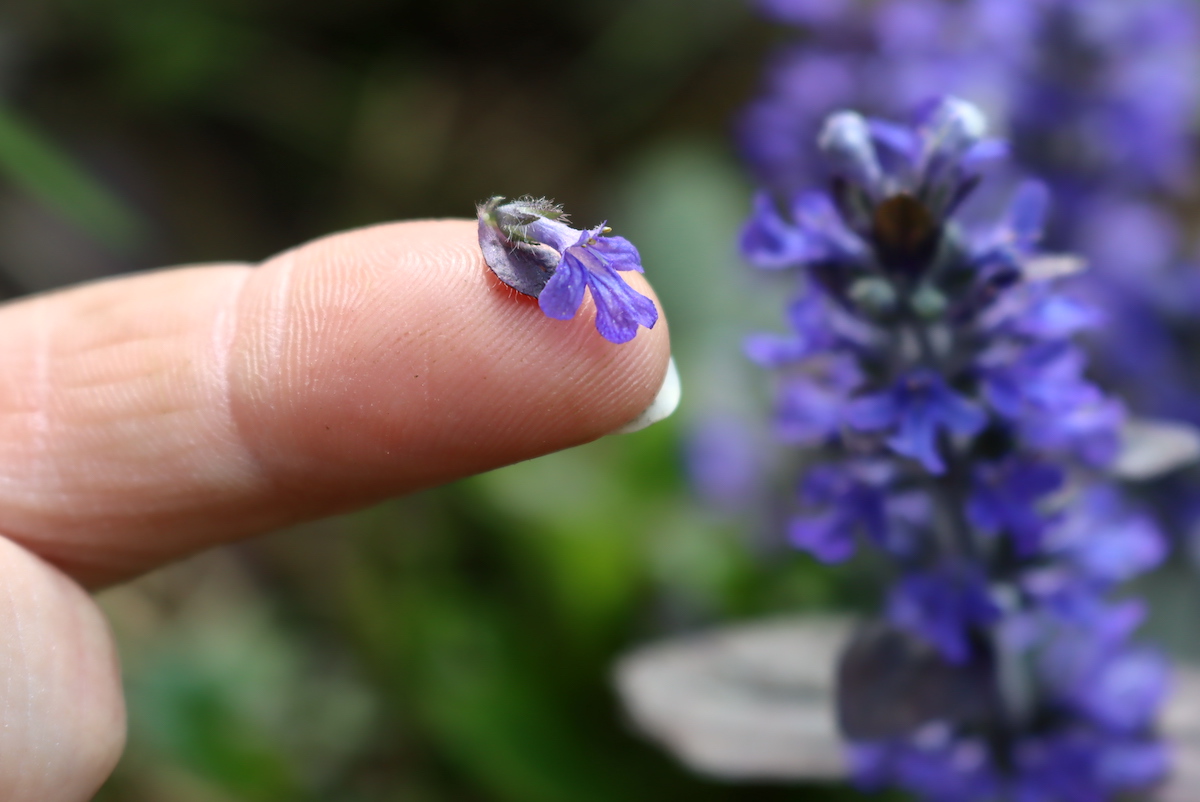 What Is Purple Flower Weeds In Grass