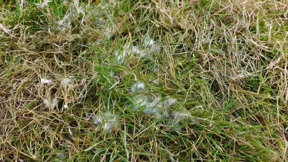 What Is Snow Mold In Grass