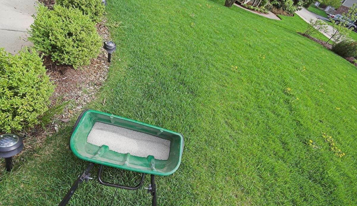What Is The Best Fertilizer Ratio For Grass
