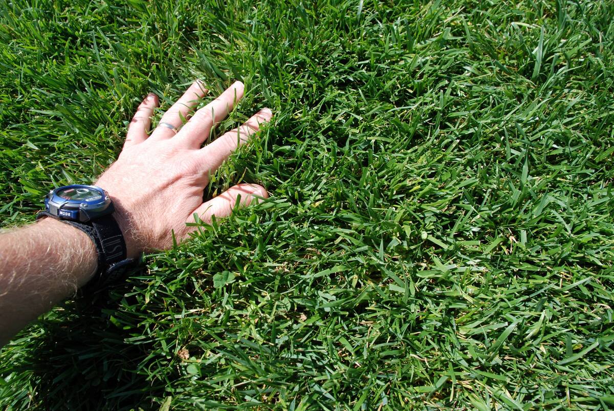 What Is The Best Fine Fescue Grass Seed | Storables