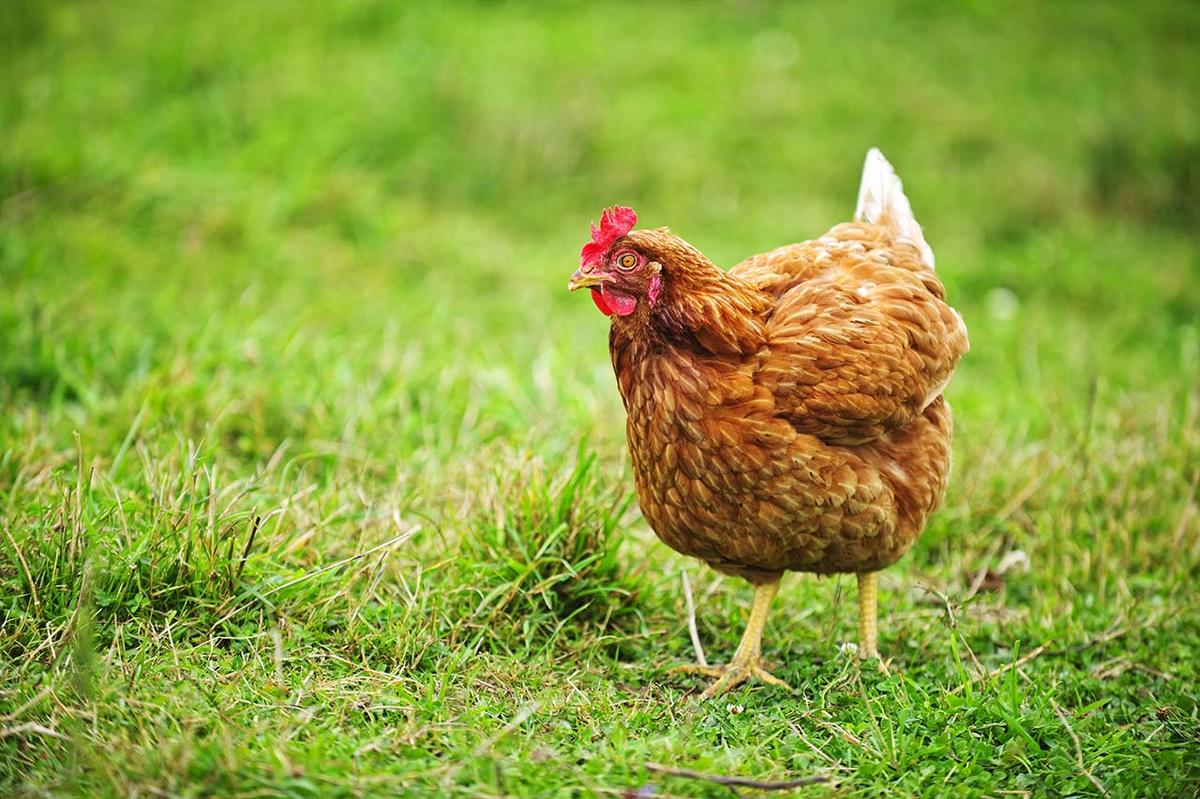 What Is The Best Grass For Chickens