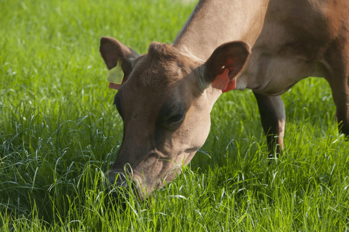 What Is The Best Grass For Pasture