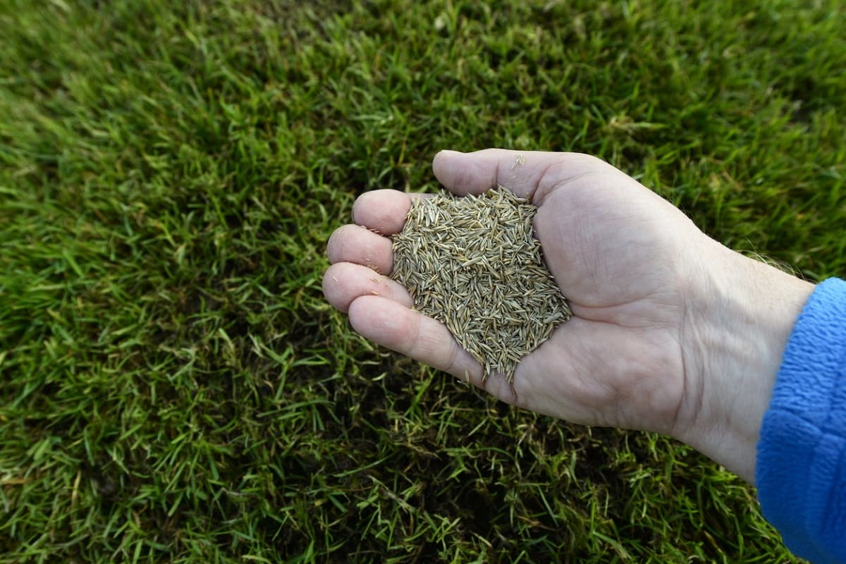 What Is The Best Grass Seed For Florida Lawn