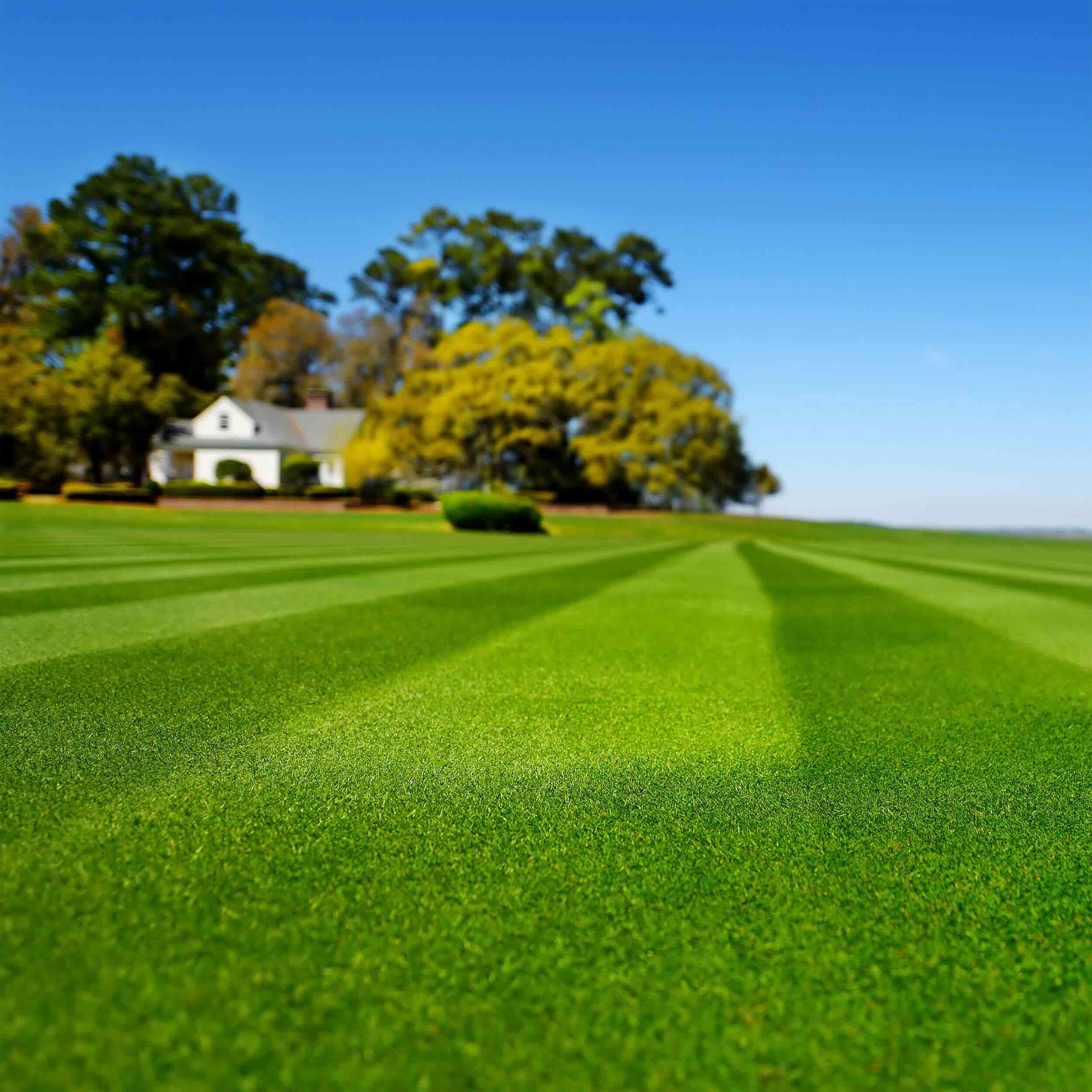What Is The Best Grass Seed For Georgia