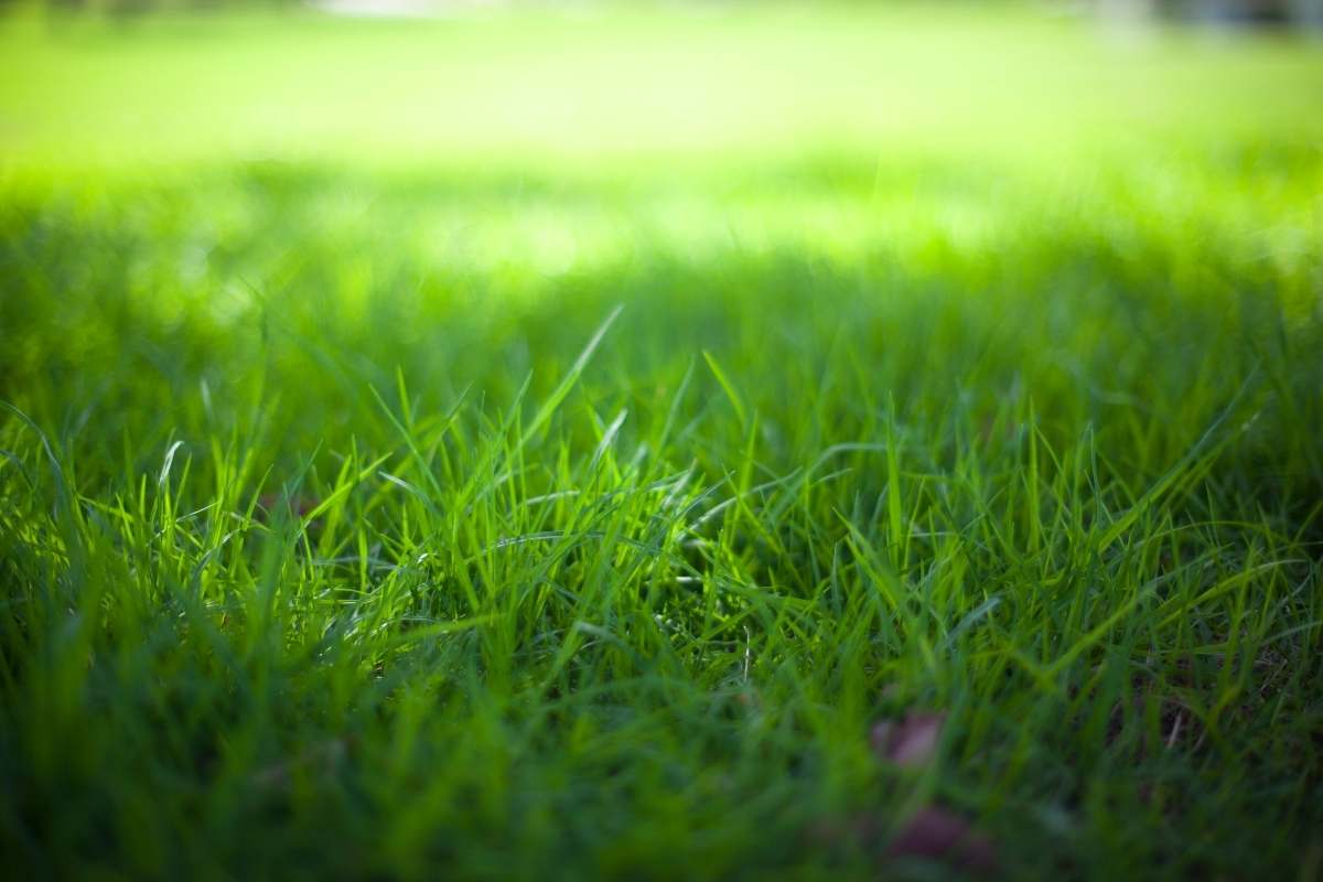 What Is The Best Grass Seed For Middle Tennessee
