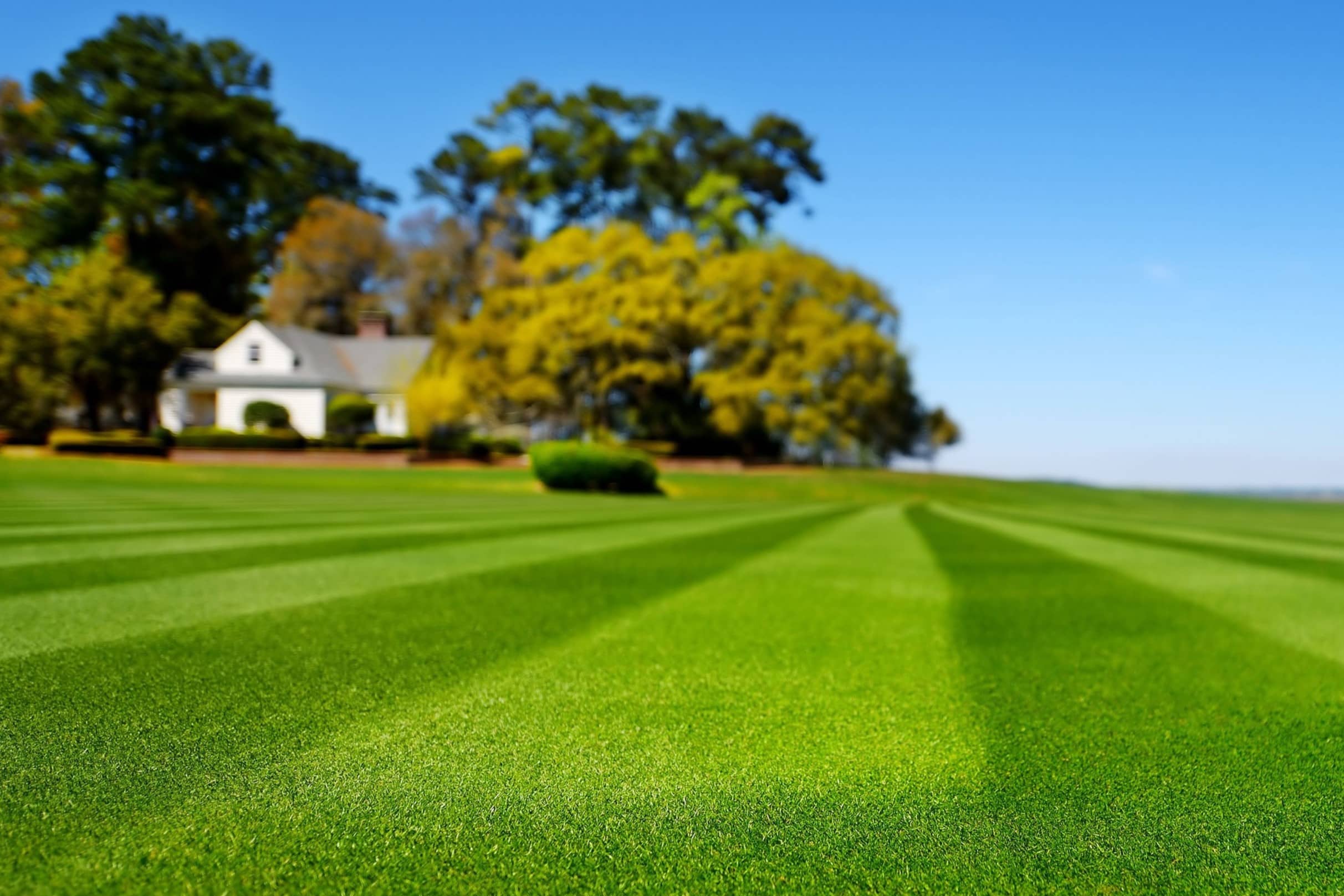 What Is The Best Grass Seed For North Carolina