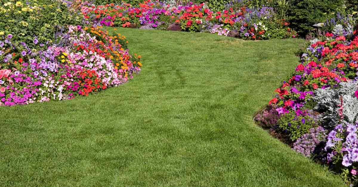 What Is The Best Grass To Plant