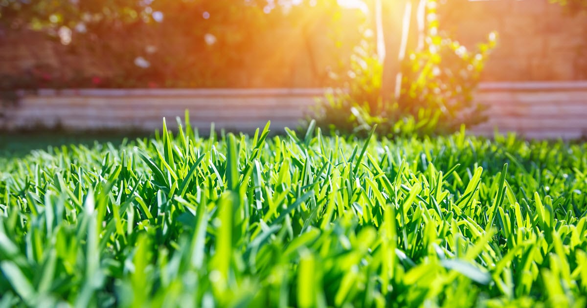 What Is The Best Grass To Plant In Florida