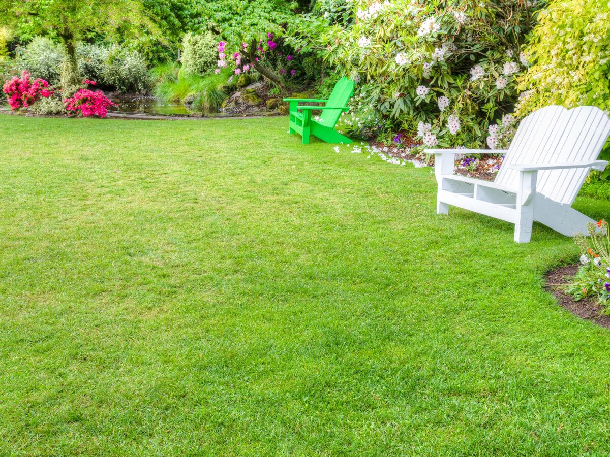What Is The Best Lawn Grass