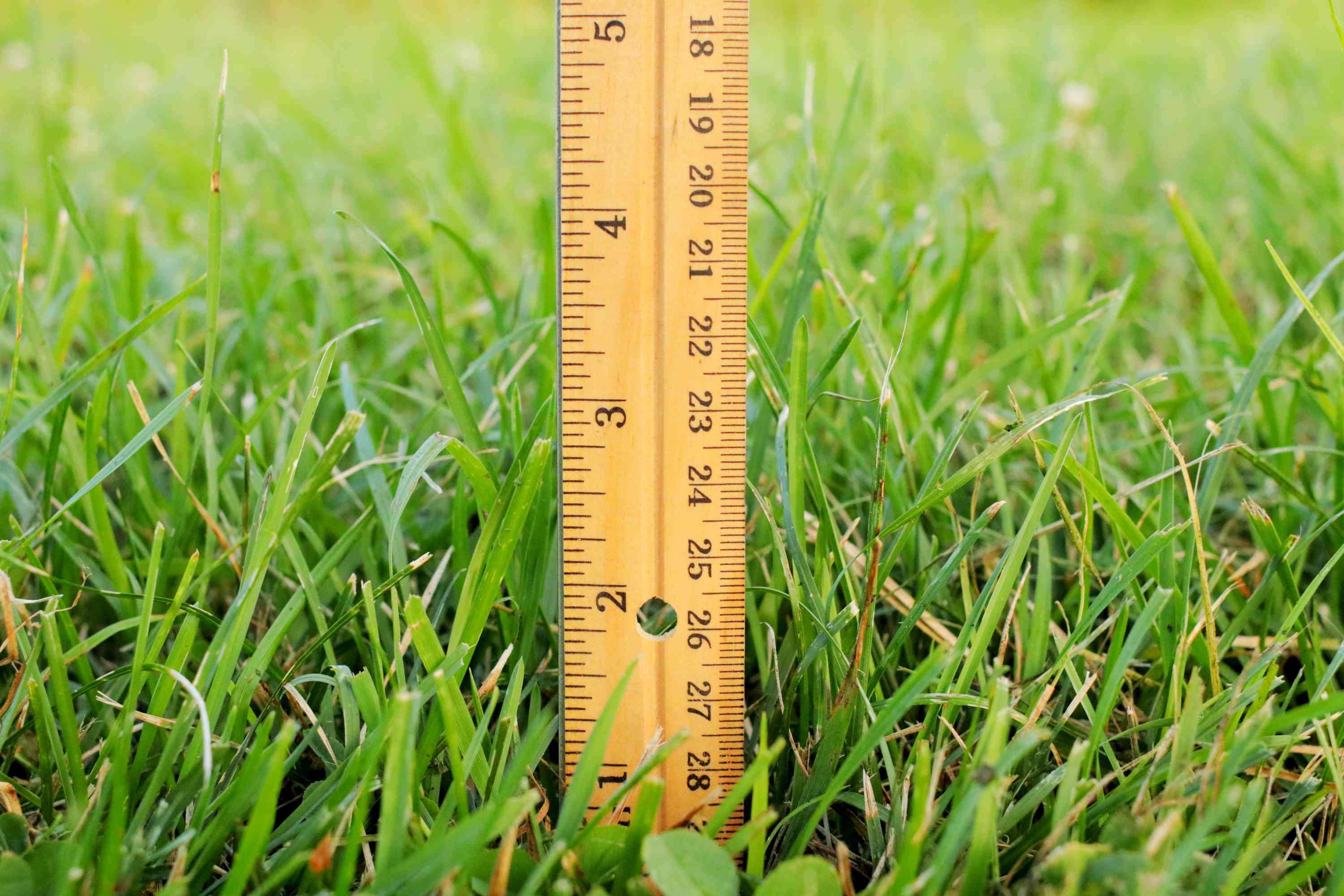 What Is The Best Length To Cut Your Grass