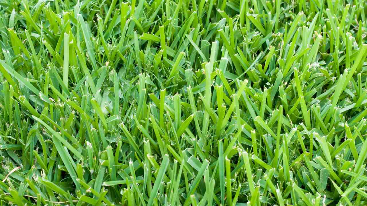 What Is The Best Month To Plant St. Augustine Grass