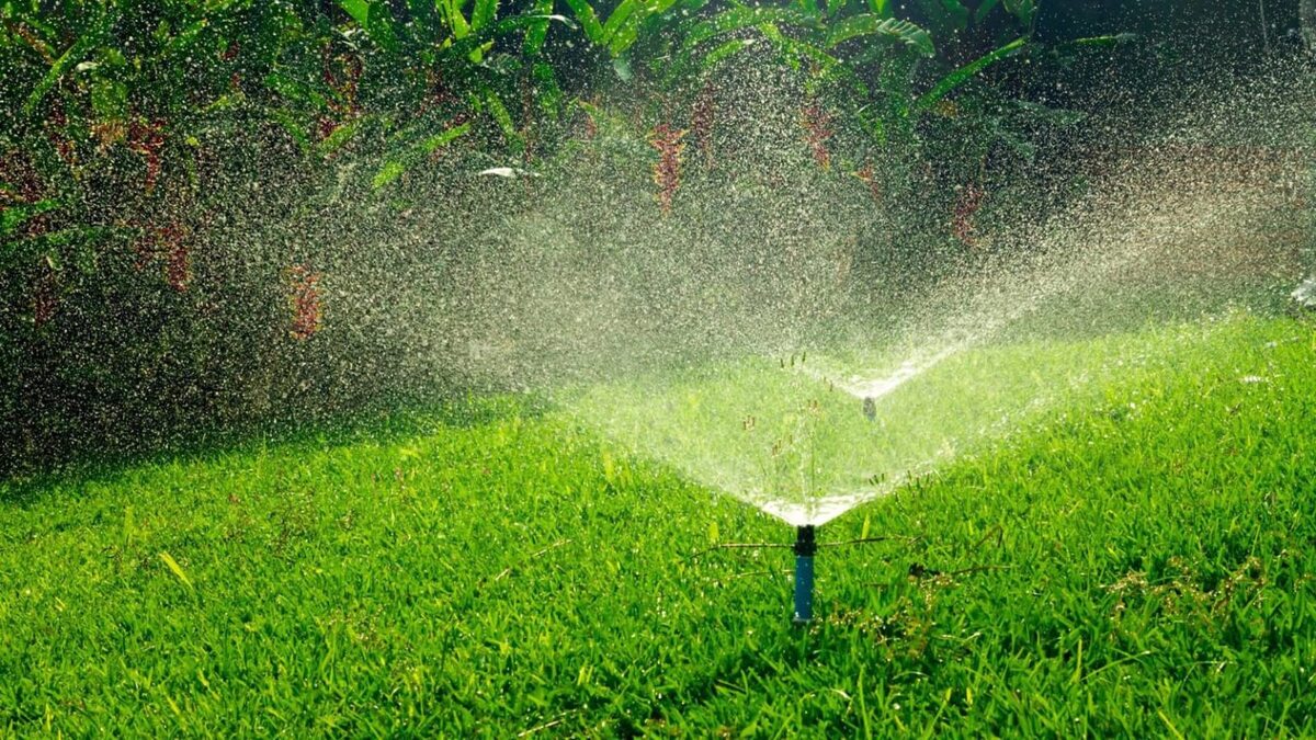 What Is The Best Time To Water Bermuda Grass