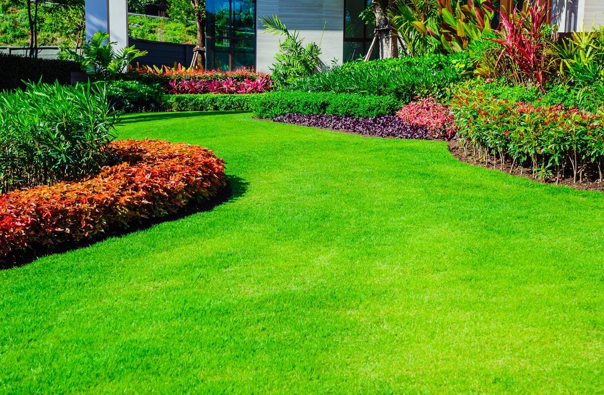 What Is The Best Type Of Grass For A Lawn