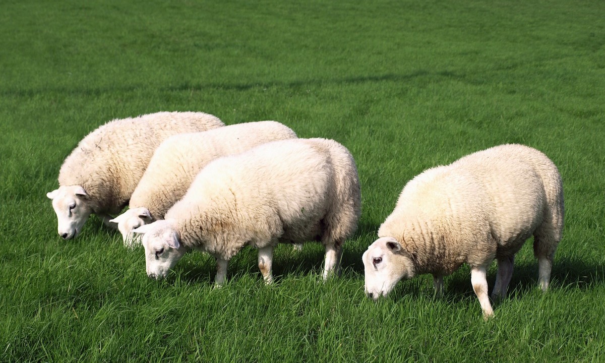What Is The Best Type Of Grass For Sheep