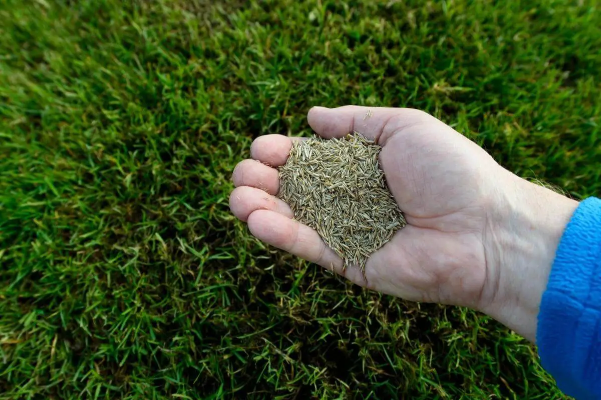 What Is The Difference Between Coated And Uncoated Grass Seed