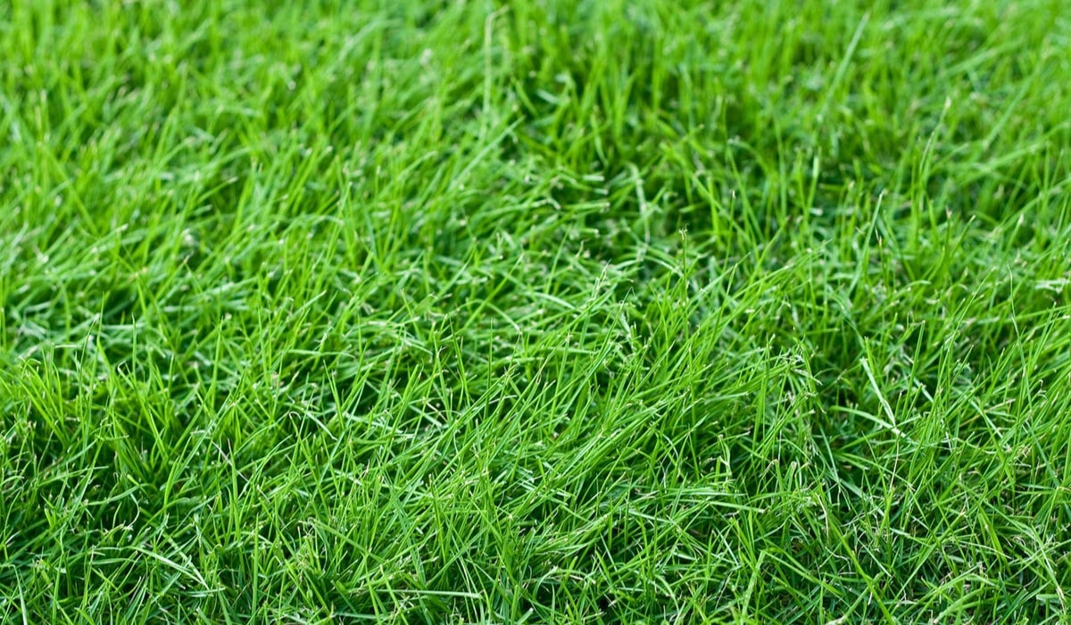 What Is The Most Drought-Tolerant Grass Seed