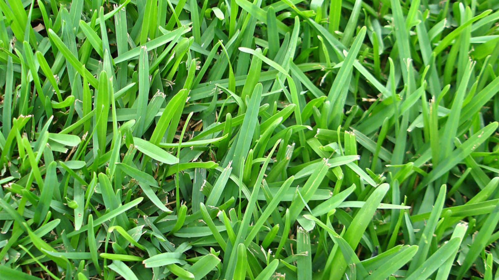 What Is The Thick-Bladed Grass In My Lawn