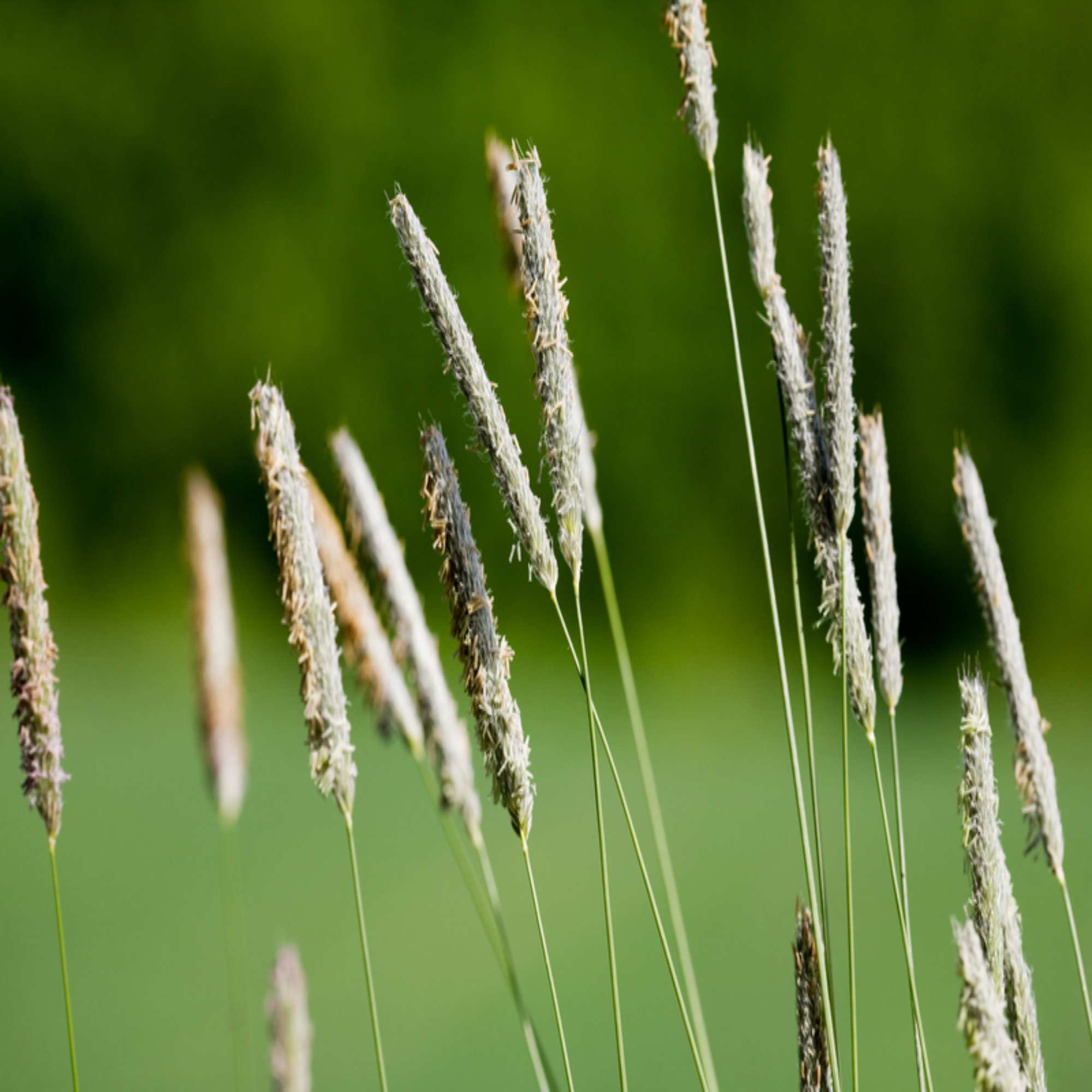 What Is Timothy Grass Used For