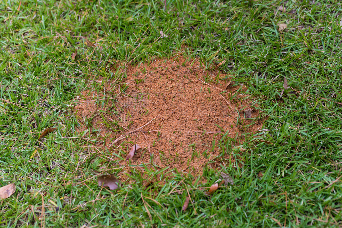 What Kills Ants But Not Grass