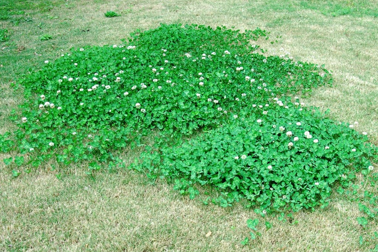 What Kills Clover In Grass