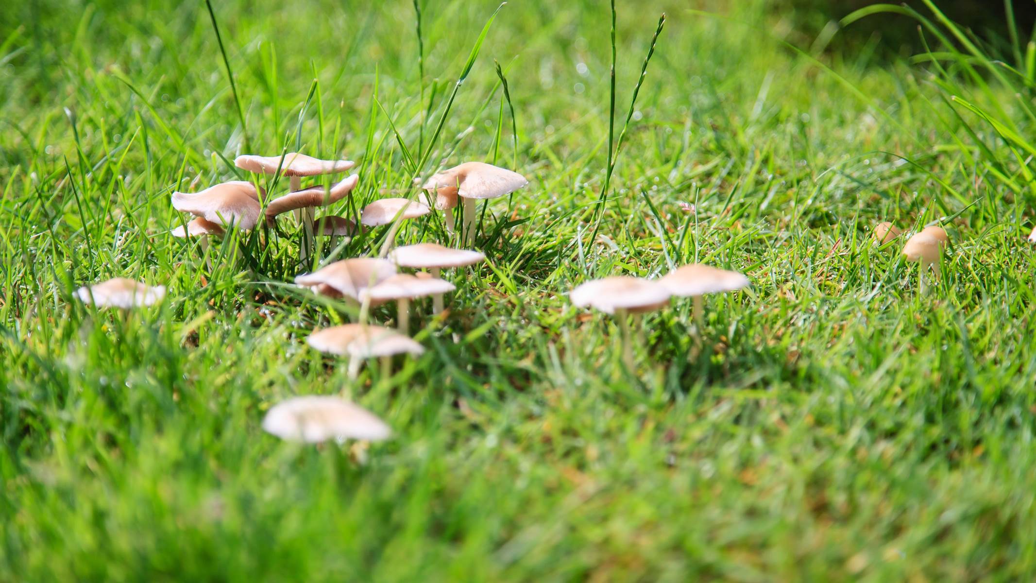 What Kills Mushrooms In Grass