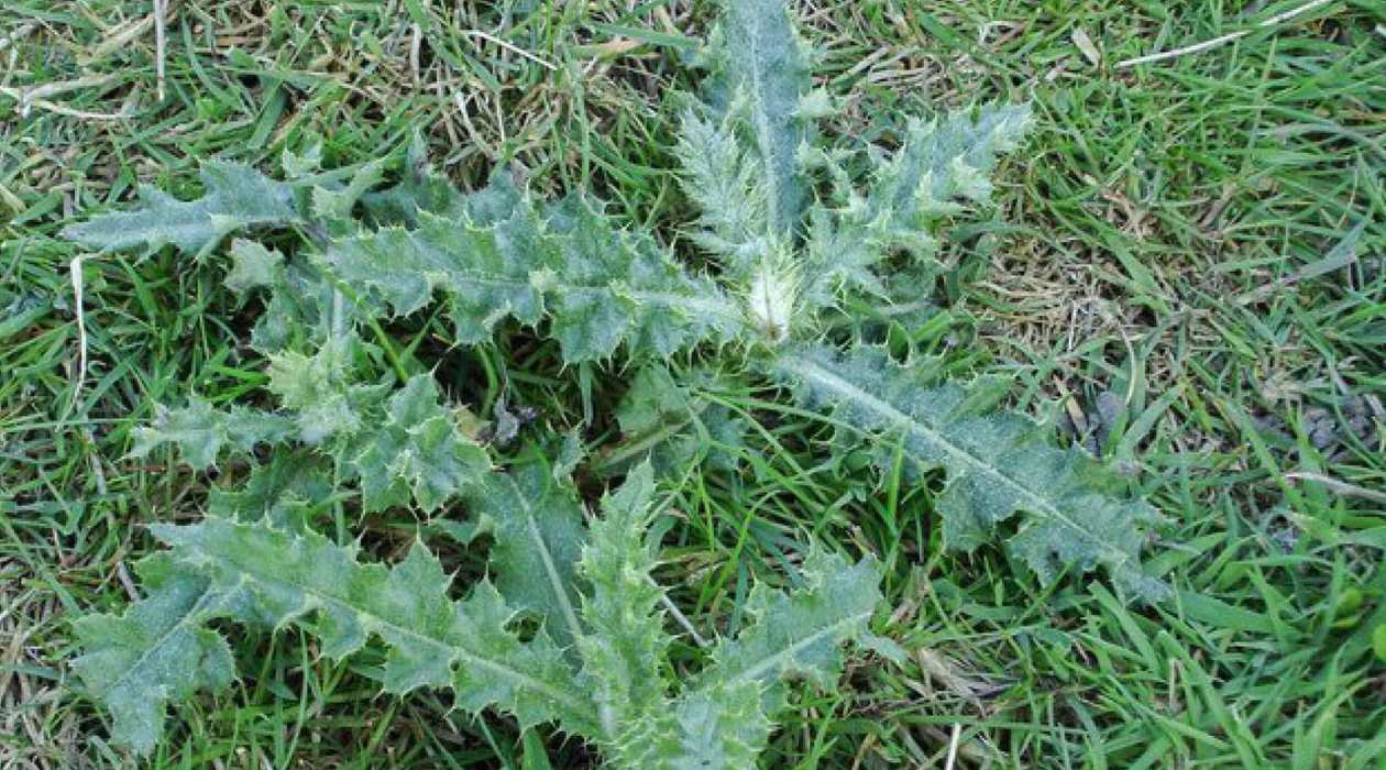 What Kills Thistles In Grass