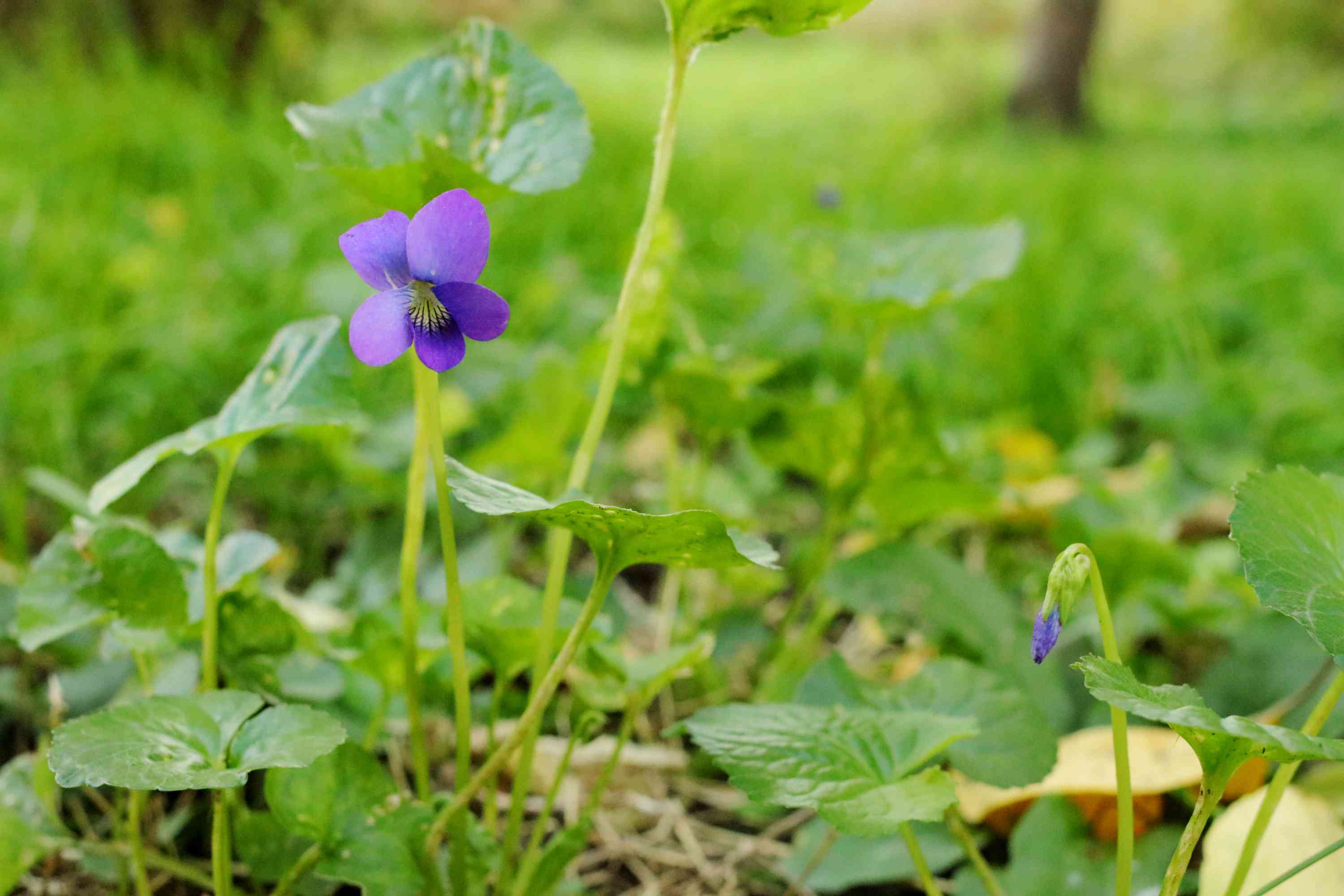 What Kills Violets But Not Grass