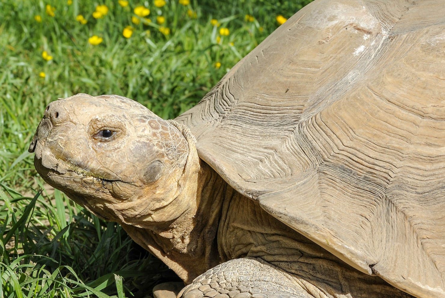 What Kind Of Grass Can Sulcata Tortoises Eat