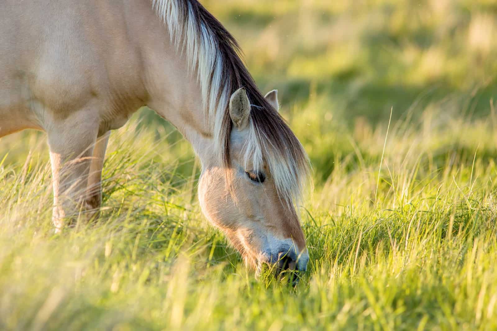 What Kind Of Grass Do Horses Eat