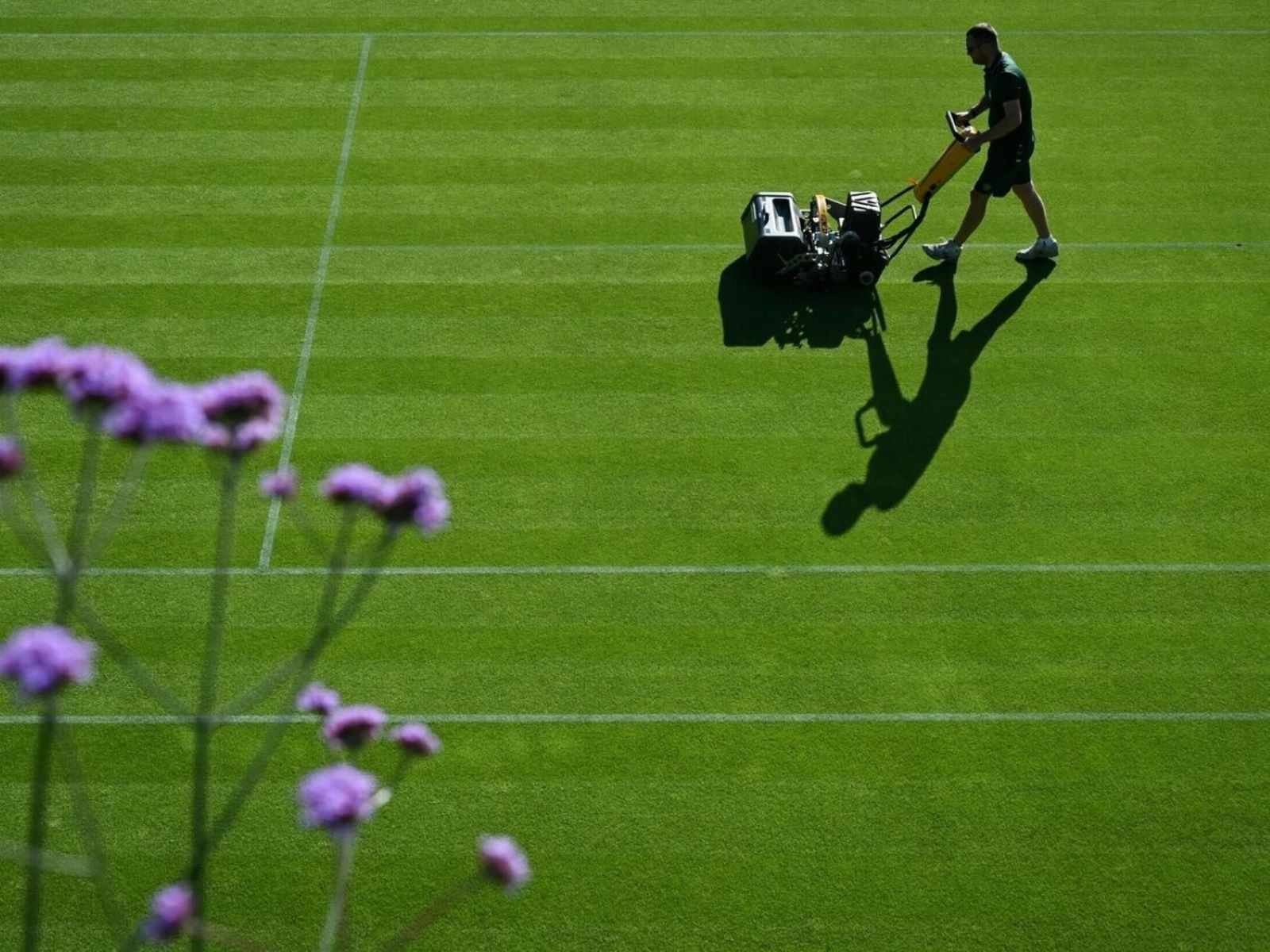 What Kind Of Grass Is On Wimbledon Courts