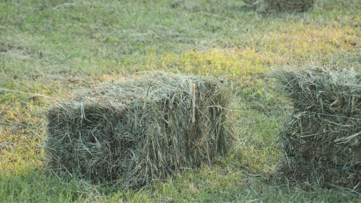 What Kind Of Grass Makes Hay
