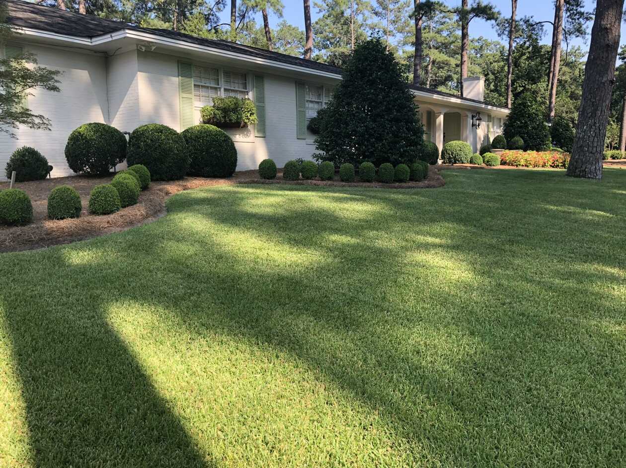 What Kind Of Grass To Have In Georgia