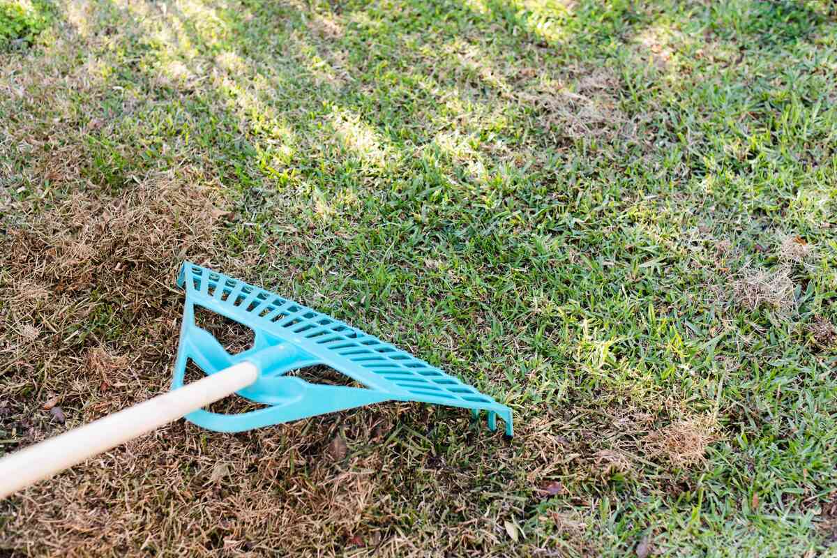 What Kind Of Rake For Dead Grass