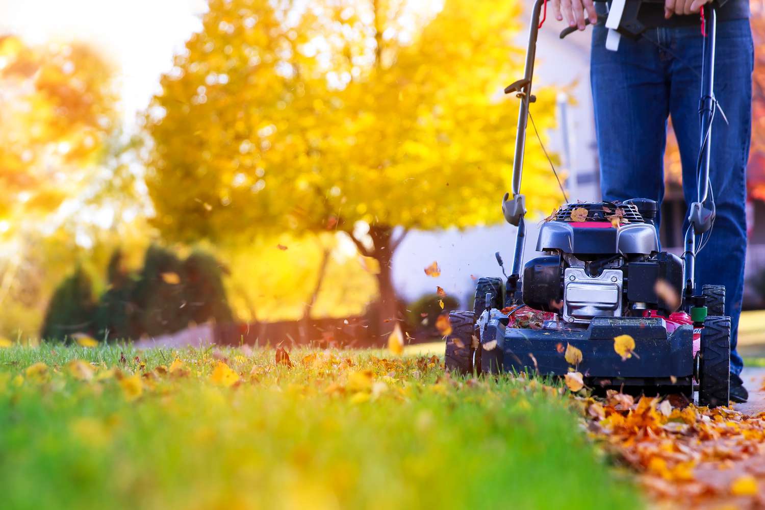 What Length To Cut Grass In Fall
