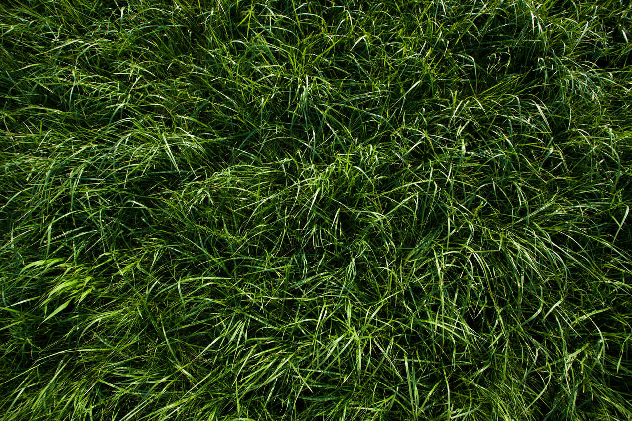What Makes Grass Really Green