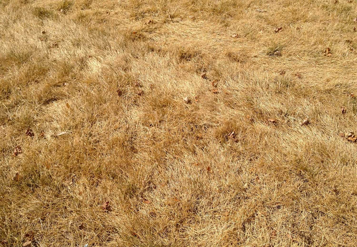 What Makes Grass Turn Brown