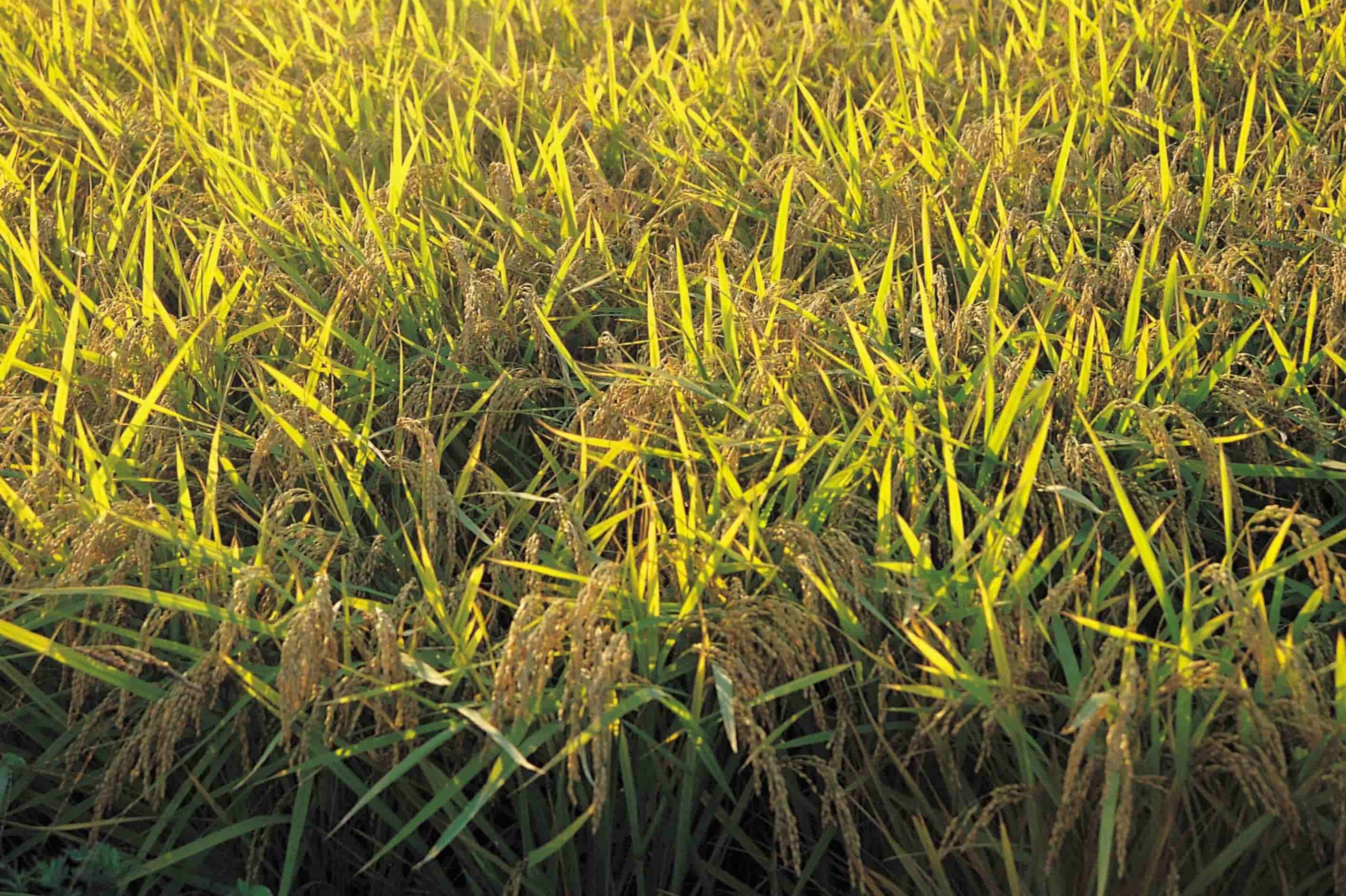 What Makes St Augustine Grass Turn Yellow
