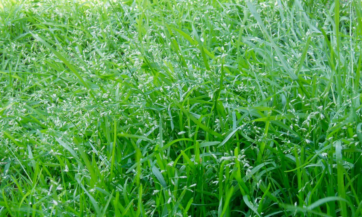 What Makes Your Grass Dark Green